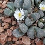 Lithops marmorata फूल