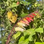 Ipomoea lobata 花