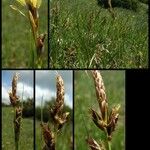 Carex liparocarpos Other