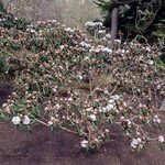 Rhododendron fulvum Habitus