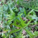 Galium aristatum Листок