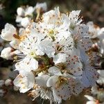 Prunus spinosa Fleur