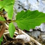 Valeriana tripteris Blatt