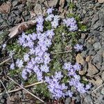 Phlox diffusa 整株植物