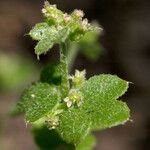 Bowlesia incana Blüte