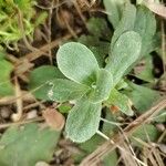 Antennaria plantaginifolia Blatt