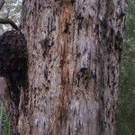 Eucalyptus jacksonii Bark