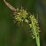 Carex hostiana Φρούτο