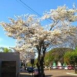 Tabebuia roseoalba Yeri