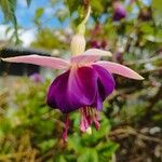 Fuchsia × standishii Blüte