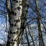 Betula populifolia বাকল