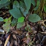 Peperomia guapilesianaFlower