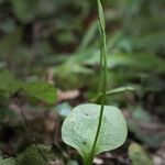 Ophioglossum vulgatum Λουλούδι
