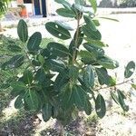 Ficus thonningii Habit