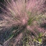 Muhlenbergia capillaris Levél