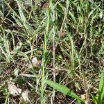 Linum usitatissimum Leaf