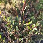 Flueggea tinctoria Bark