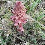 Orobanche alba Цветок