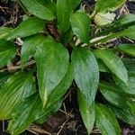 Hosta sieboldii Folla