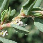 Polygonum raii 葉