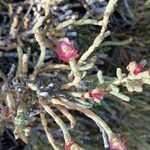 Anabasis articulata Flower