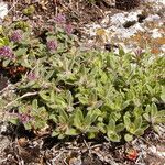 Thymus pannonicus Flower