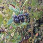 Aronia melanocarpa Plod