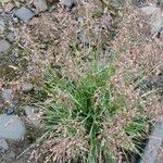 Poa alpina Other