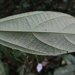 Duboscia macrocarpa Hoja