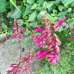 Salvia involucrata Blüte