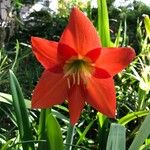 Hippeastrum puniceum Blomma