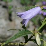 Campanula tommasiniana Blomst