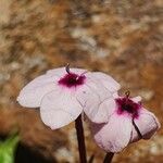 Otomeria oculata Flor