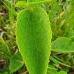 Hibiscus flavifolius Leaf