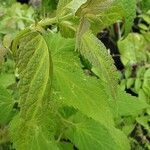 Agastache foeniculum Feuille