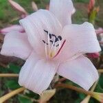 Crinum macowanii Flor