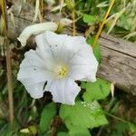 Calystegia silvatica Λουλούδι