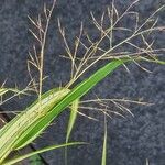 Hakonechloa macra Fruct