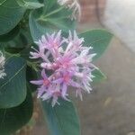 Dais cotinifolia Flower