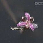 Elodea canadensis Flor