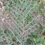 Indigofera oblongifolia Leaf