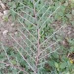 Indigofera oblongifolia Blatt