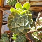 Echeveria elegansᱥᱟᱠᱟᱢ