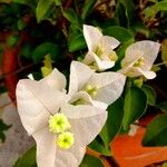 Bougainvillea spectabilis Flower