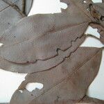 Lecythis confertiflora Otro