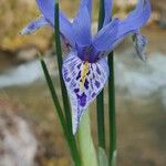 Iris histrio പുഷ്പം