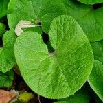 Petasites pyrenaicus Blatt