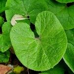 Petasites pyrenaicus Leaf