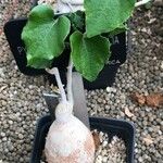 Pyrenacantha malvifolia Deilen