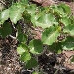 Ficus abutilifolia Leaf